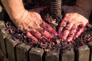How Red and White Wines Are Made