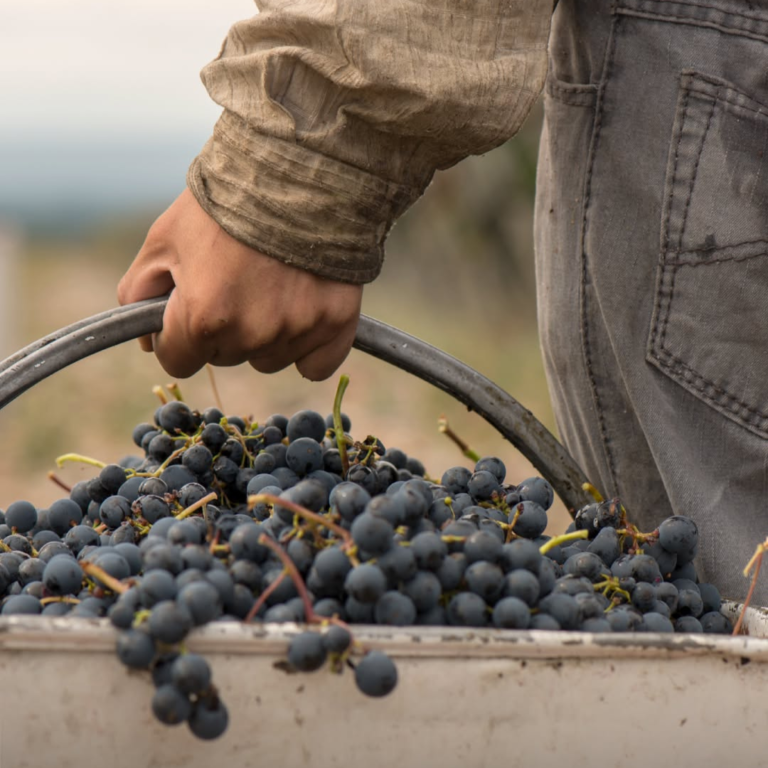 Salentein Reserva Malbec, fruity, fresh, and juicy on the palate. Well-structured and long-lasting.