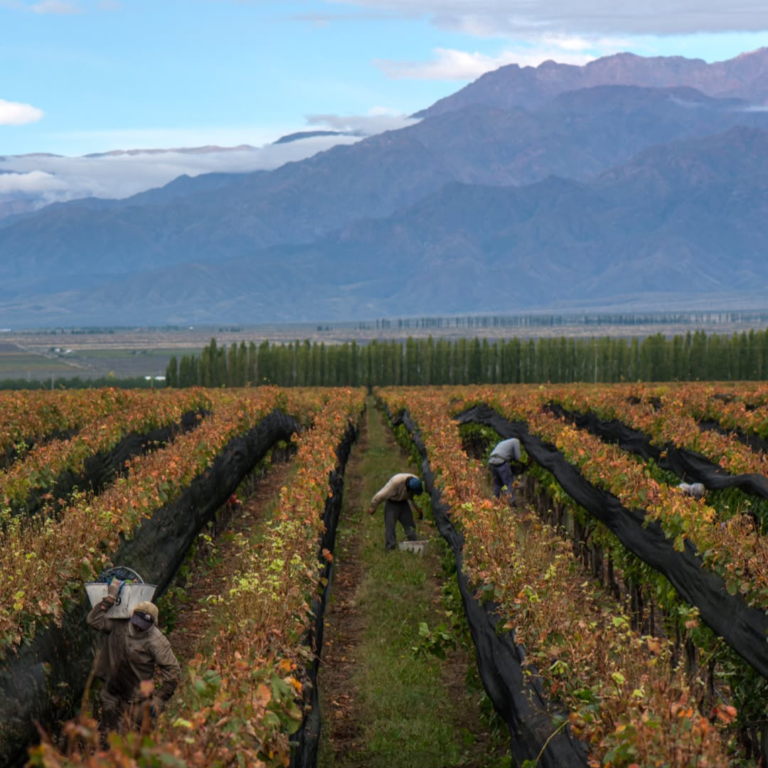 Salentein Reserva Malbec, fruity, fresh, and juicy on the palate. Well-structured and long-lasting.