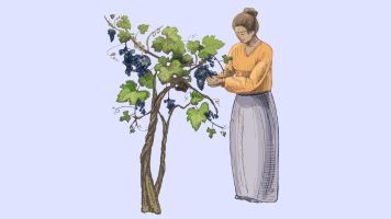 How Many Wine Grape Varieties Exist in the World